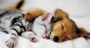 big business Big Business 74 Europeans Believe That Companion Animals Should Be Better Protected 300x160