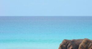 big business Big Business How Many BLUE FLAG Beaches Are There In India Check 300x160